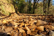 53 Tappeto di foglie sulla strada
